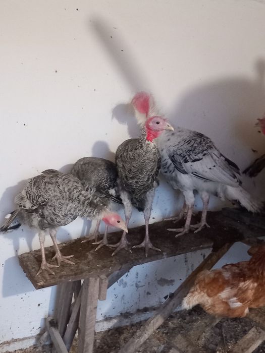 Індик. Домашні тварини,  Сільгосп.тварини