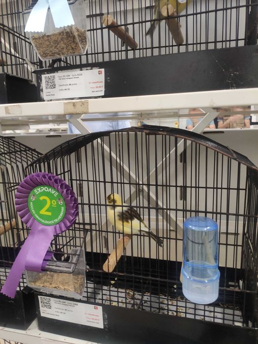 Canários várias raças