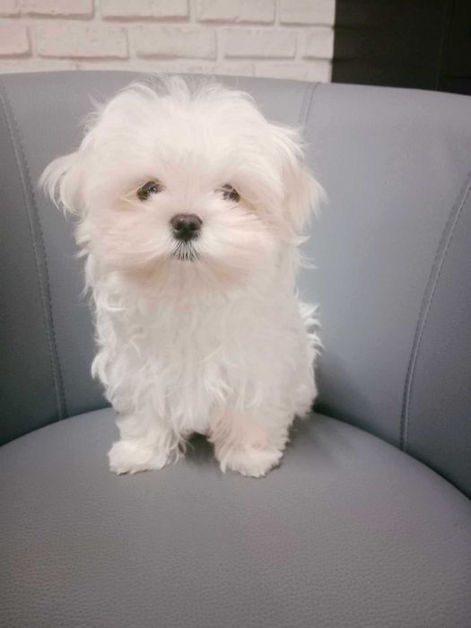 Maltańczyk- wyjątkowa  suczka - FCI