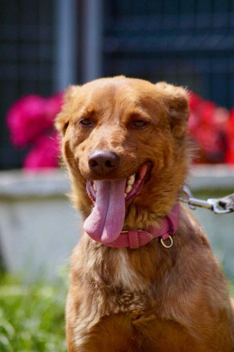 Przyjazny i aktywny młody pies szuka domu