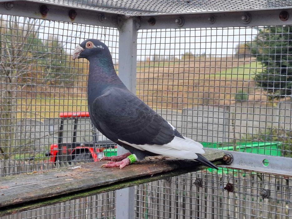 gołębie    staropolskie