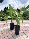 Sadzonka bananowiec Musa Basjo 30-40cm