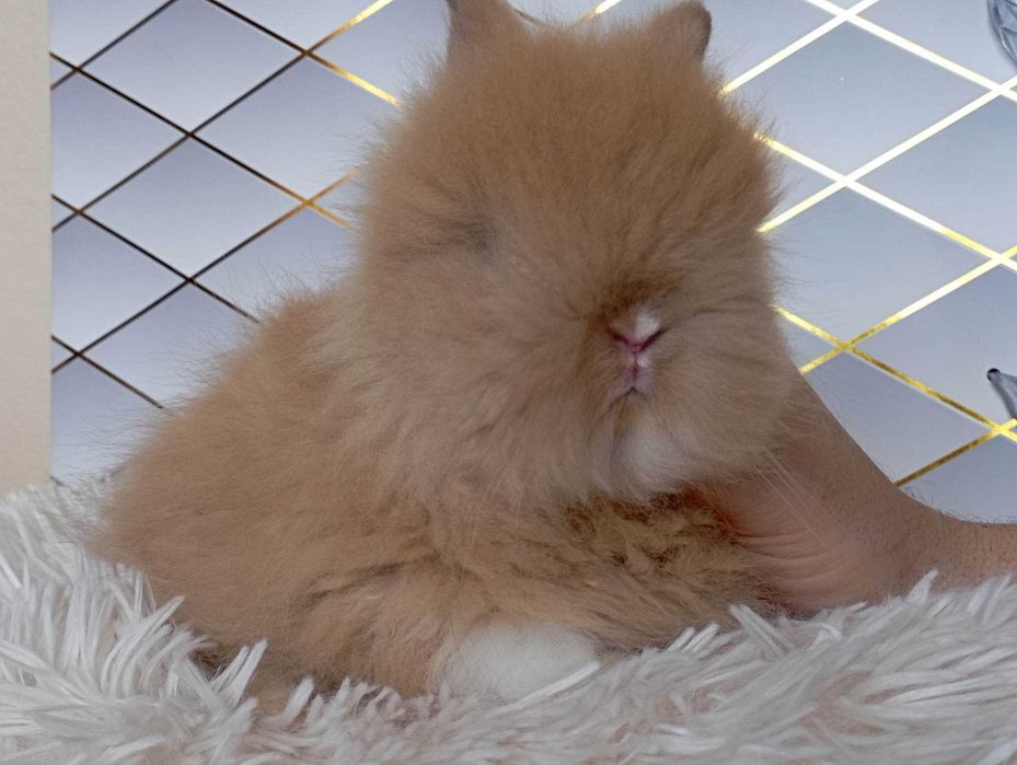 Mini lop karzełek Teddy hodowla zarejestrowana