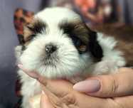 Puchaty Misiu Shih Tzu z rodowodem - zapraszamy