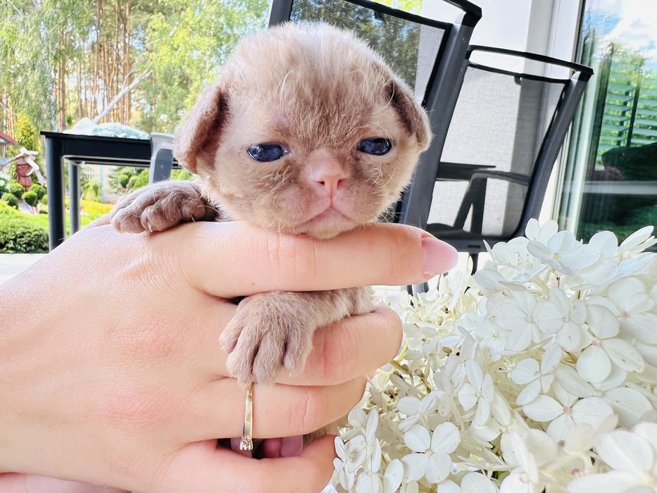 Carmen King Line - cynamonowe cudo