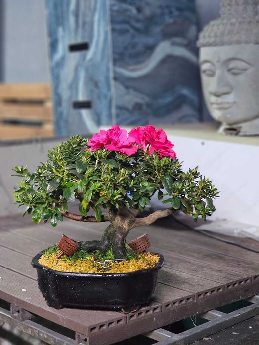 Bonsai de azalea