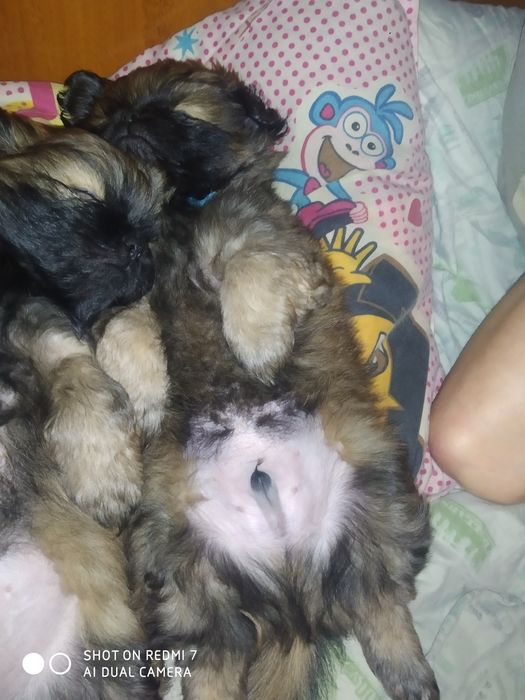 Цуценята ПЕКІНЕС готові до бронювання