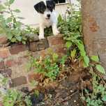 Sprzedam suczke Jack Russell Terrier