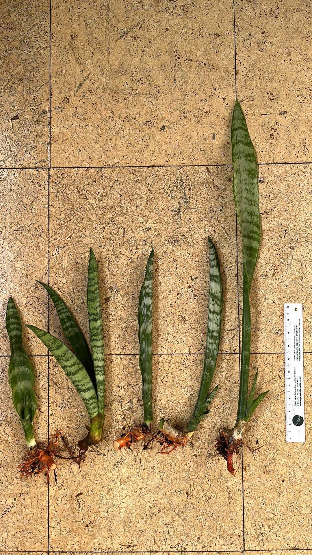 Planta espada-de-são-jorge ou Sanseveria trifasciata