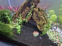 Bacopa Monnieri planta aquário