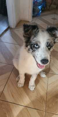 Border colie blue merle blue eyes