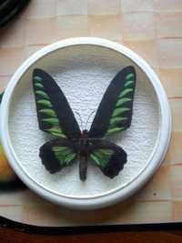Бабочка в рамке тропическая