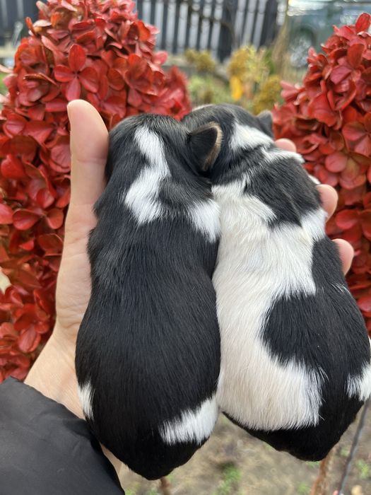 Бівер йорк 5 хлопчиків та 2 дівчинки