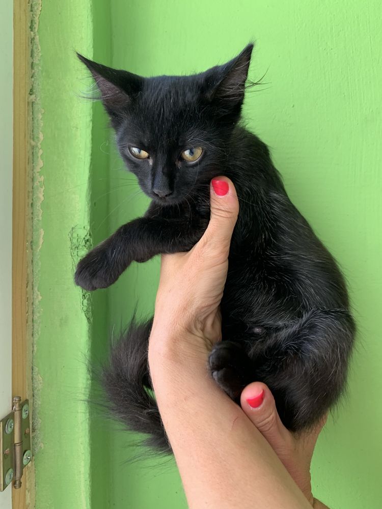 Котенок, девочка, 3,5 месяца, бесплатно