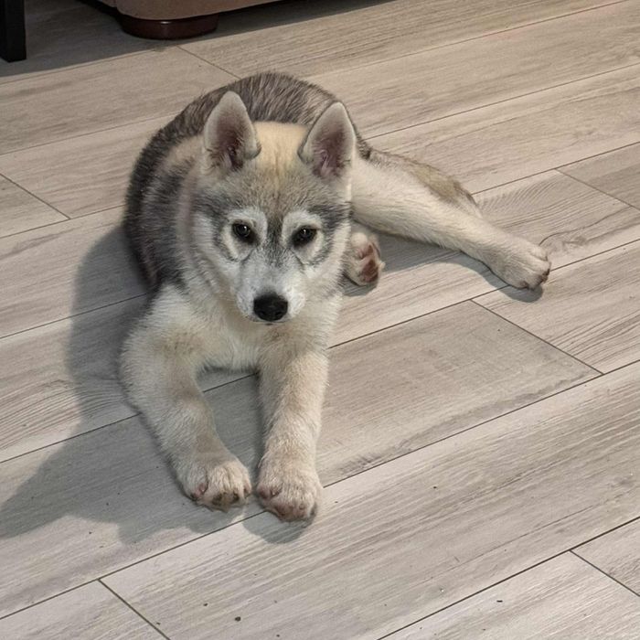 Siberian Husky FCI Samsara of Heart