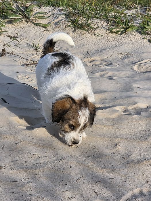 Jack Russell Terrier szorstkowłosy