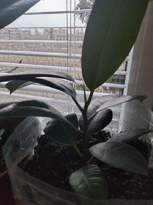 Продам кімнатні рослини