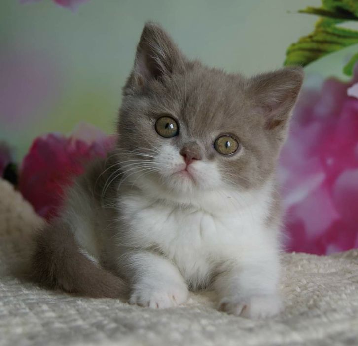 Шотландский котёнок