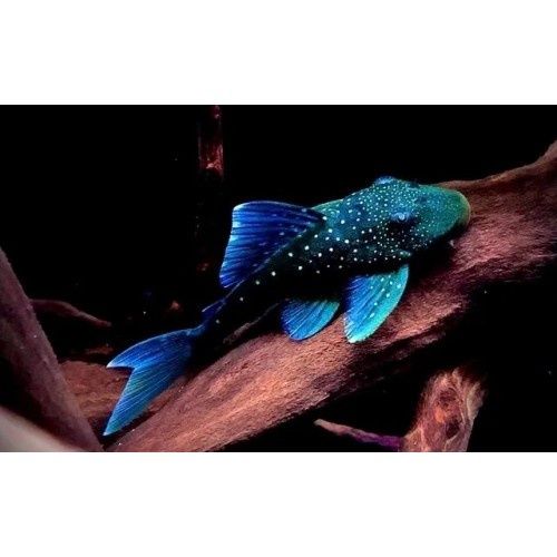 L128 Hypancistrus Sp Blue Phantom