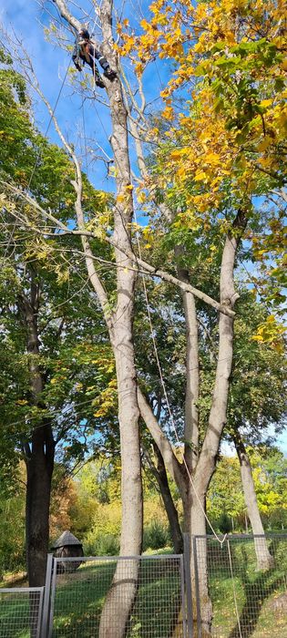 Арбористика. Спил дерев. Видалення пнів і аврійних дерев.