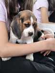 Beagle śliczne pieski i suczki