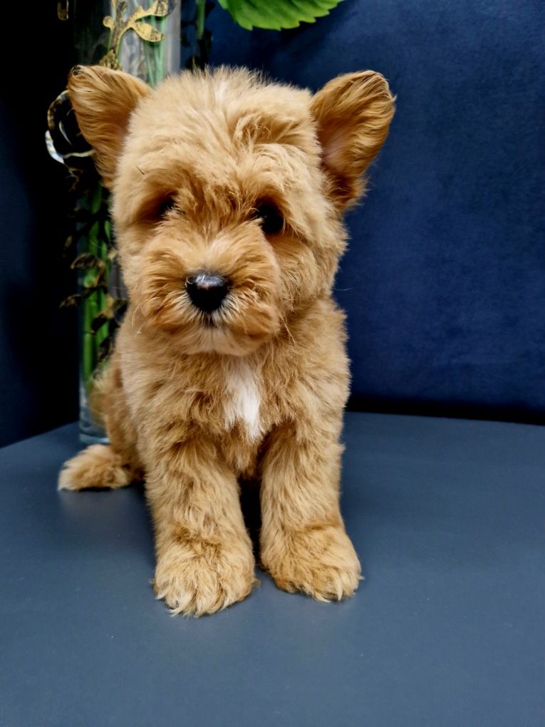 Pudel toy Westiepoo West highland white terrier szczeniaczki
