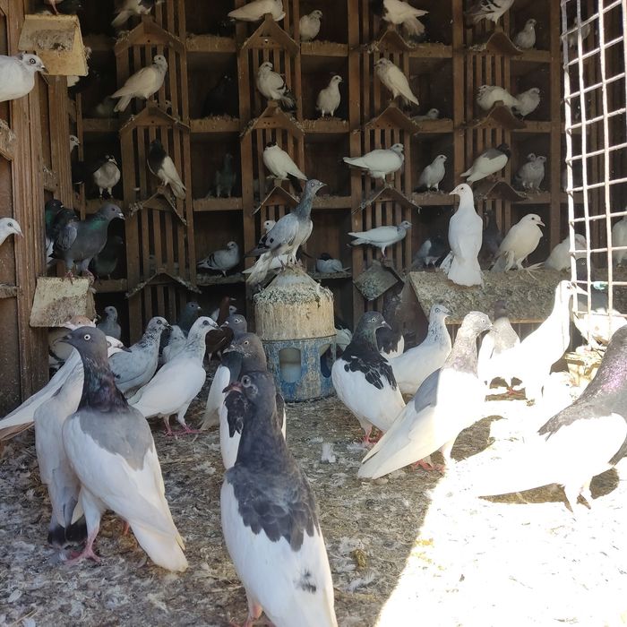 Gołębie różne lot Promocja