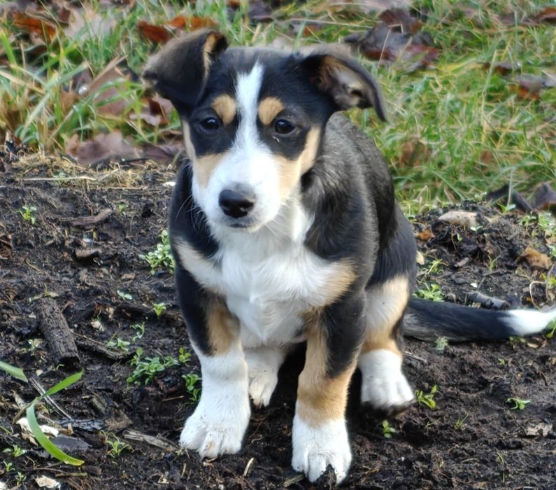 Piesek, suczka do oddania