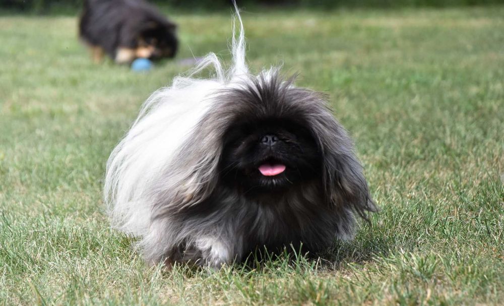 Pekińczyk piesek ZKwP FCI