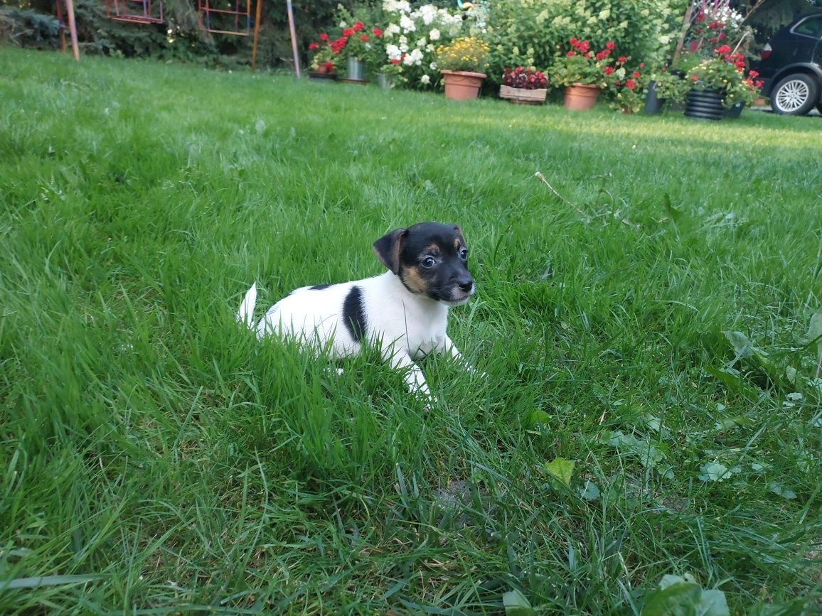 Jack Russell Terrier- suczka