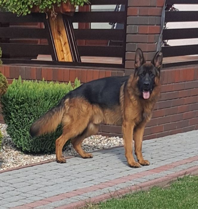 Owczarek niemiecki krótkowłosy fci