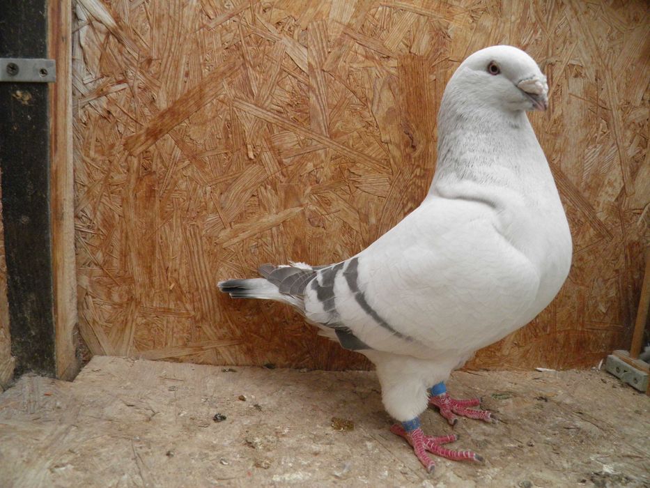 Gołębie, Polski Pocztowy Wystawowy, Standard