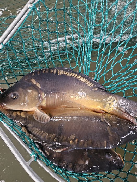 Karp żywy hurt od 100 kg