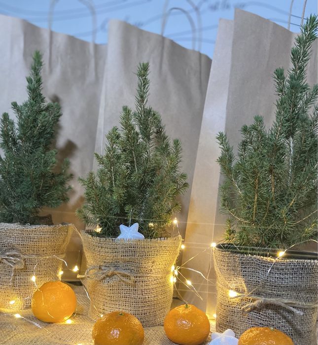 Справжня новорічна ялинка для Вашого свята! Жива ялинка у горщику! h40