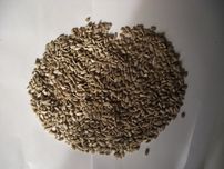 Słonecznik łuskany 25Kg NA OLEJ wysyłka GRATIS