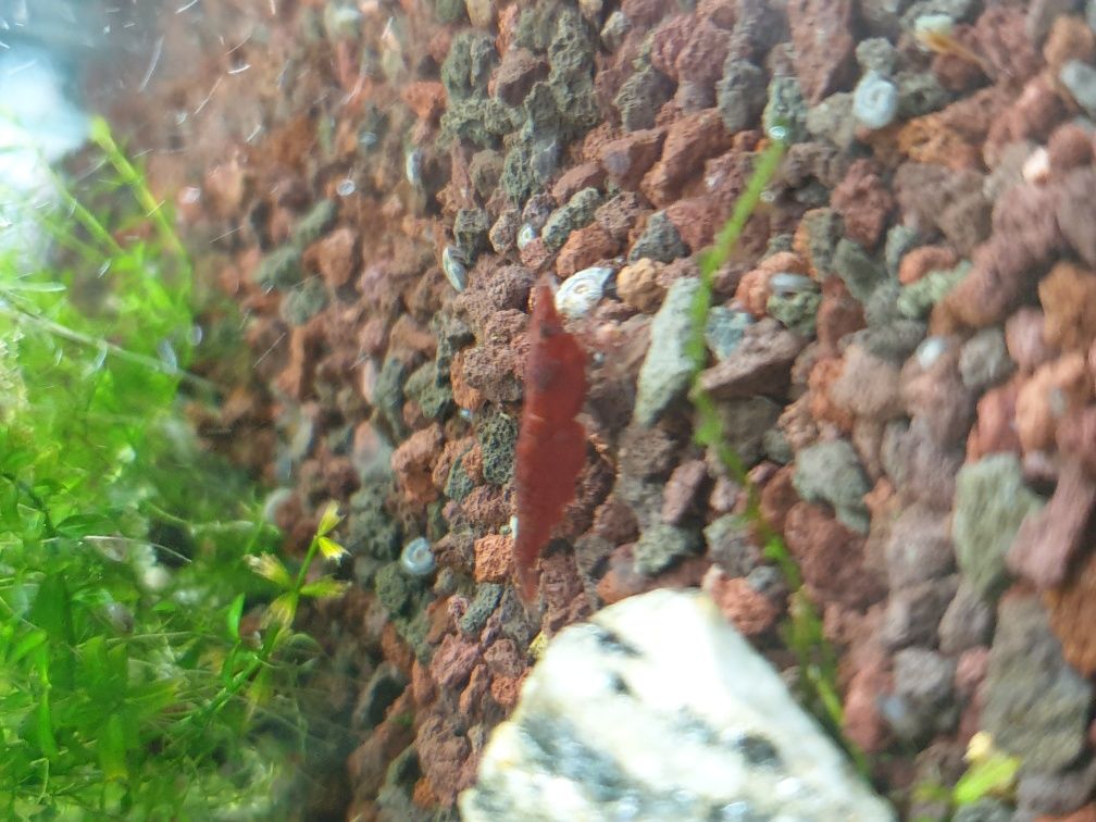 Krewetki Neocaridina Red Cherry