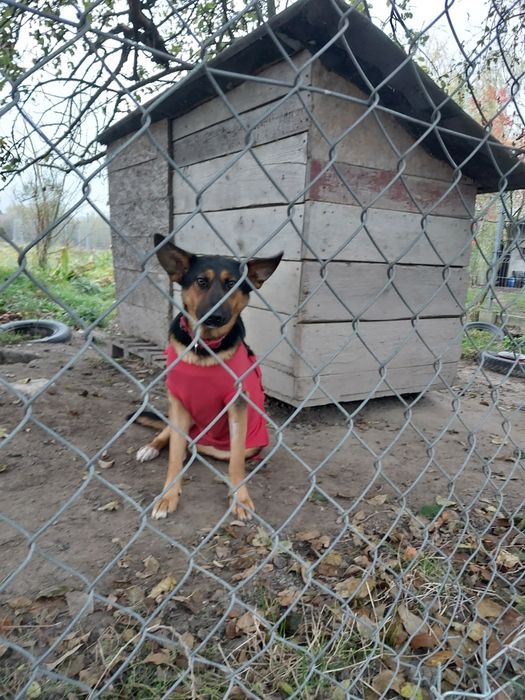 Oddam za darmo ze schroniska młodą  suczke po sterylizacji