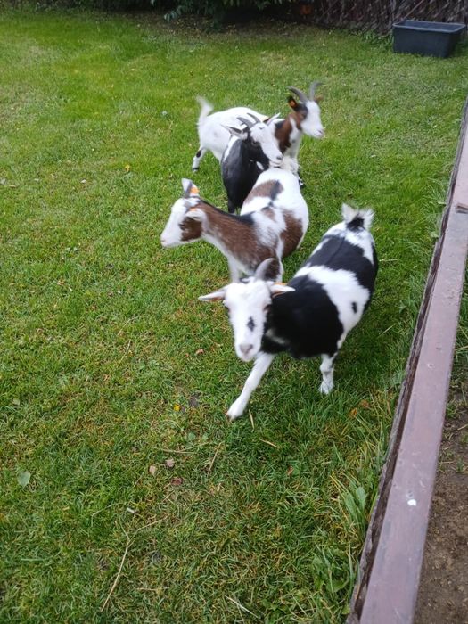 Sprzedam kózki miniaturki