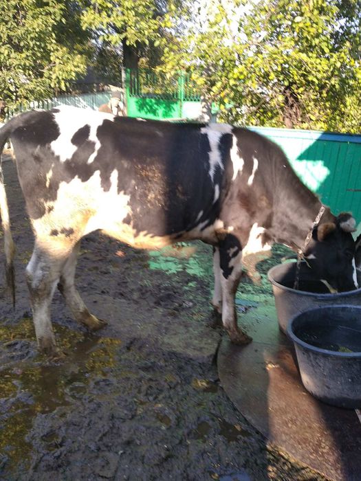 Продам тільну телицю