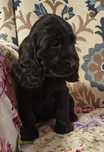 Śliczna Cocker spaniel czarna sunia