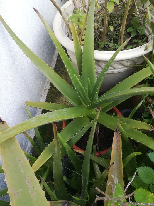 Aloé Vera em vaso