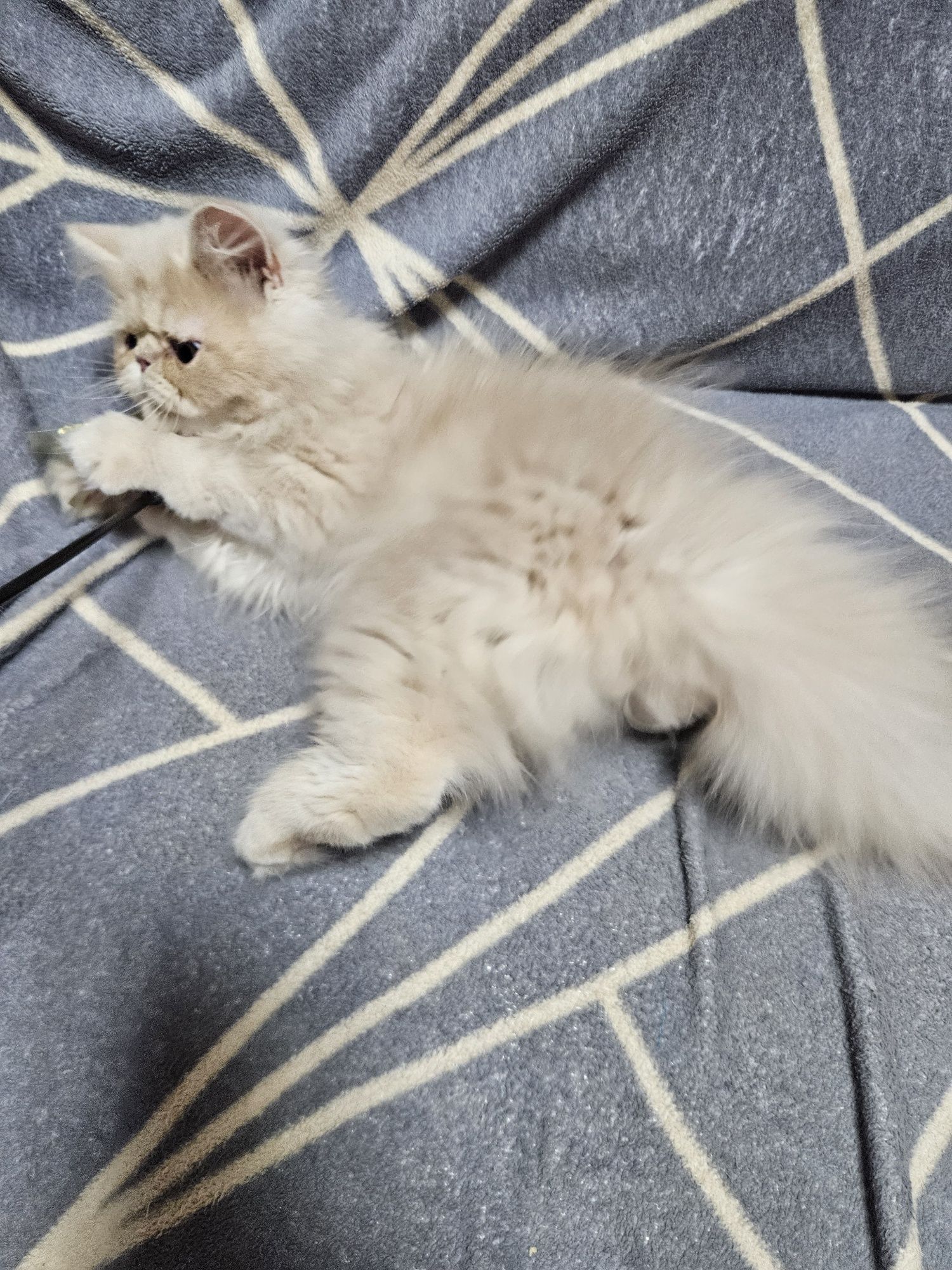 Kocurek perski kot