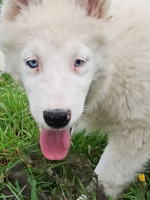 Łajka jakucka nie owczarek nie collie nie samojed