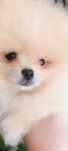 Spitz anão. Lulu da Pomerânia . Muito pequeno. Lop e Afixo. Ursinho