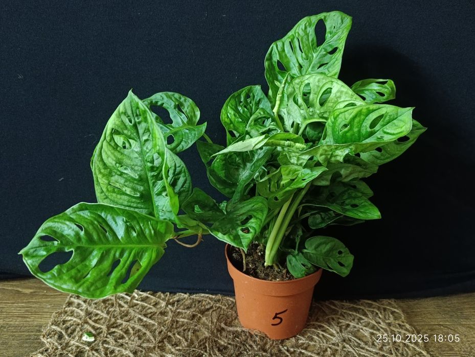 Monstera adansonii