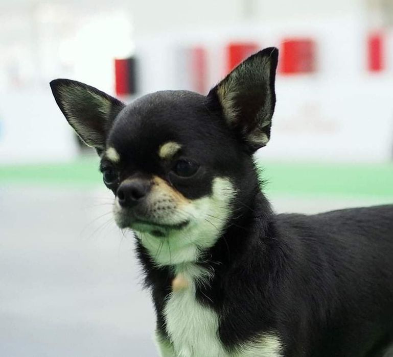 Вязка с черноподпалым гладкошерстным чихуахуа Юный чемпион Украины