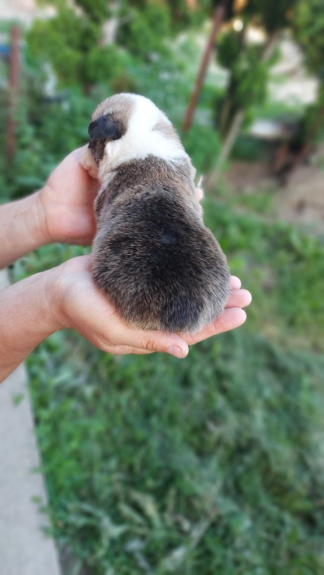 Хлопчик Вельш Коргі Пемброк. ЛапуЛя