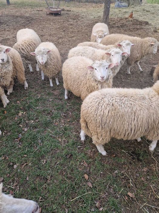 Jagnięcina rasa Polska Pogórze