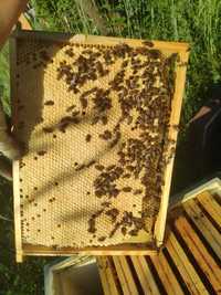 odkłady pszczele dofinansowanie2024