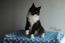 Maine Coon, kotka z rodowodem WCF